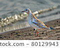 Young black-headed gull (Larus ridibundus). Close-up. 80129943