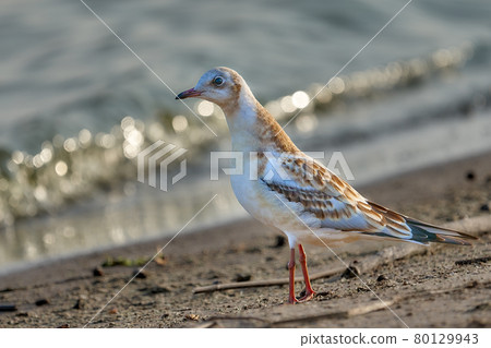 Young black-headed gull (Larus ridibundus). Close-up. Young black-headed gull (Larus ridibundus). Close-up. 80129943