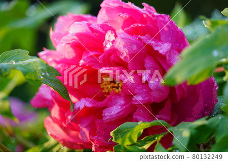 Red peony Red peony 80132249