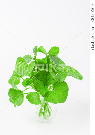 Group of Gotu kola (Centella asiatica) leaves on white background. Group of Gotu kola (Centella asiatica) leaves on white background. 80136569
