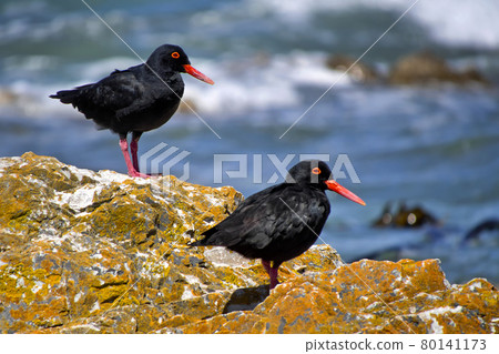 African Black Oystercatcher, Walker Bay Nature Reserve, South Africa 80141173