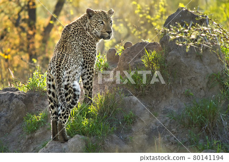 Leopard, Kruger National Park, South Africa Leopard, Kruger National Park, South Africa 80141194