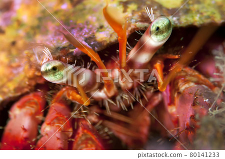 Great hermitcrab, Cabo Cope Puntas del Canegre Natural Park, Spain 80141233