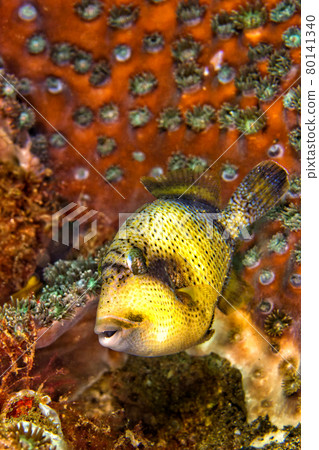 Titan Triggerfish, Lembeh, North Sulawesi, Indonesia Titan Triggerfish, Lembeh, North Sulawesi, Indonesia 80141340