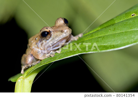 Tropical Frog, Corcovado National Park, Costa Rica Tropical Frog, Corcovado National Park, Costa Rica 80141354