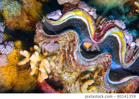 Giat Clamb, Tridacna, Red Sea, Egypt Giat Clamb, Tridacna, Red Sea, Egypt 80141359