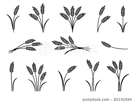 Wheat, barley, rice icon. Hand drawn 80142084