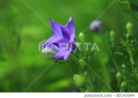 Bellflower Bellflower 80143044