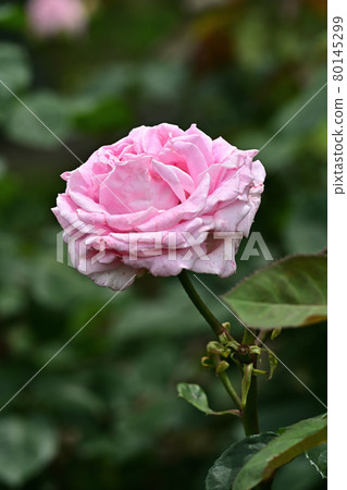 Frederick Mistral 80145299