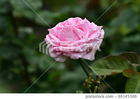 Frederick Mistral Frederick Mistral 80145300