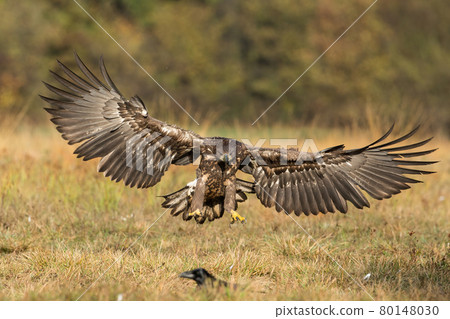 White-tailed eagle landing on the ground from front view White-tailed eagle landing on the ground from front view 80148030
