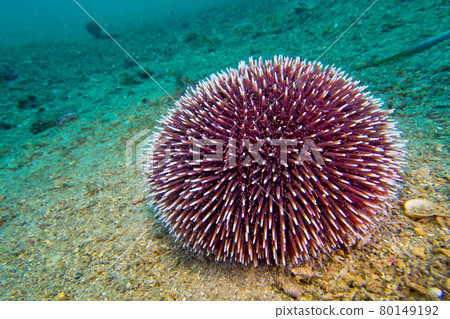 Common Sea Urchin, Cabo Cope Puntas del Calnegre Natural Park, Spain Common Sea Urchin, Cabo Cope Puntas del Calnegre Natural Park, Spain 80149192
