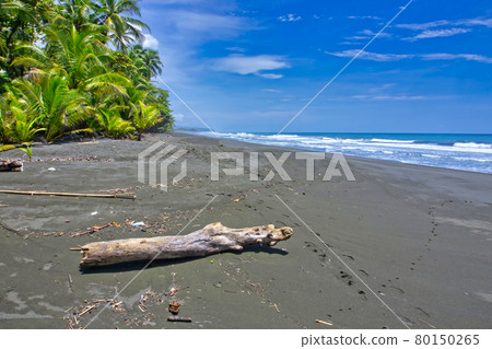 Beach, Corcovado National Park, Costa Rica, Central America Beach, Corcovado National Park, Costa Rica, Central America 80150265