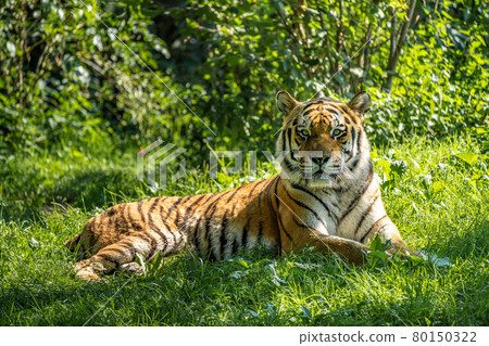 The Siberian tiger,Panthera tigris altaica in a park The Siberian tiger,Panthera tigris altaica in a park 80150322