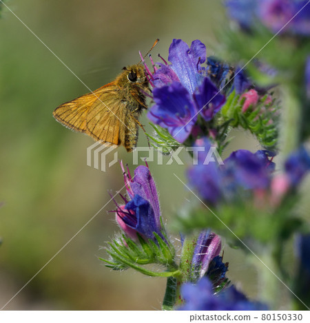 Lulworth skipper, Thymelicus acteon foraging on a flower at a meadow at Munich, Germany Lulworth skipper, Thymelicus acteon foraging on a flower at a meadow at Munich, Germany 80150330