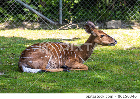 Nyala Antelope - Tragelaphus angasii. Wild life animal. Nyala Antelope - Tragelaphus angasii. Wild life animal. 80150340
