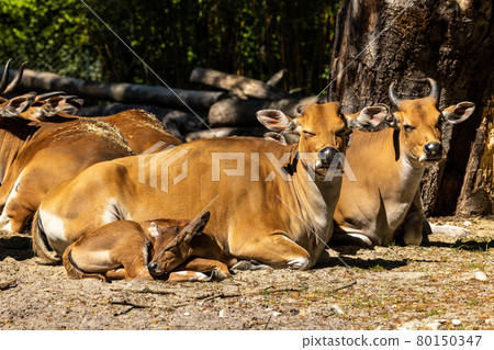Banteng, Bos javanicus or Red Bull is a type of wild cattle. Banteng, Bos javanicus or Red Bull is a type of wild cattle. 80150347