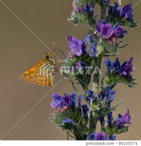 Lulworth skipper, Thymelicus acteon foraging on a flower at a meadow at Munich, Germany 80150371