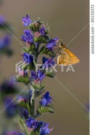Lulworth skipper, Thymelicus acteon foraging on a flower at a meadow at Munich, Germany Lulworth skipper, Thymelicus acteon foraging on a flower at a meadow at Munich, Germany 80150372