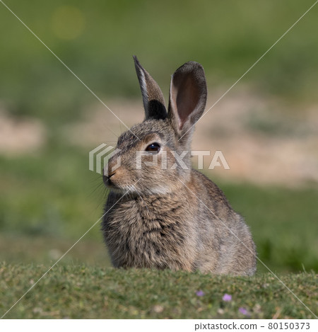 European rabbit, Common rabbit, Oryctolagus cuniculus sitting on a meadow at Munich 80150373