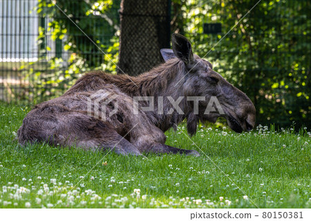 European Moose, Alces alces, also known as the elk European Moose, Alces alces, also known as the elk 80150381