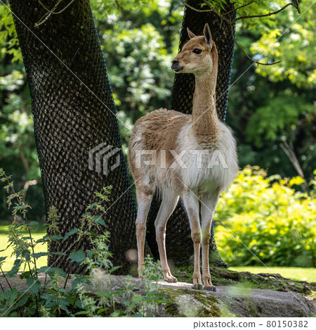 Vicunas, Vicugna Vicugna, relatives of the llama in a German park 80150382