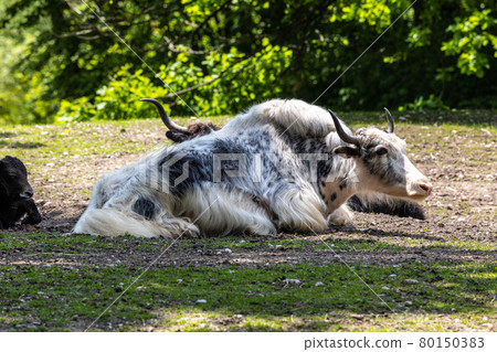 The domestic Yak, Bos mutus grunniens in a park The domestic Yak, Bos mutus grunniens in a park 80150383