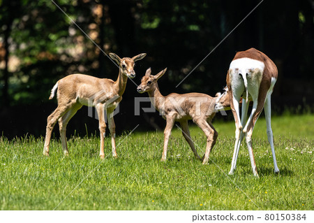 Baby Nyala Antelope - Tragelaphus angasii. Wild life animal. Baby Nyala Antelope - Tragelaphus angasii. Wild life animal. 80150384