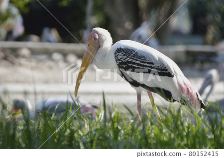 Painted stork bird 80152415