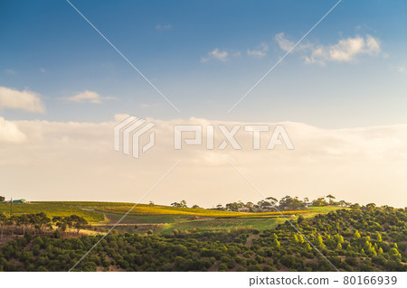 McLaren Vale vineyards 80166939