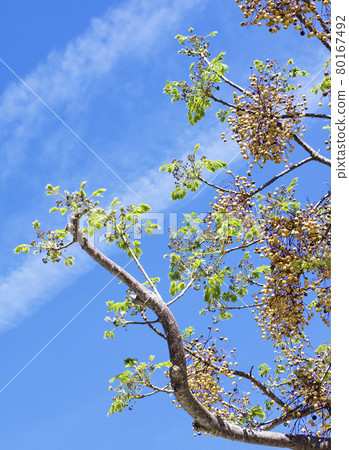 Melia Azedarach Tree Melia Azedarach Tree 80167492