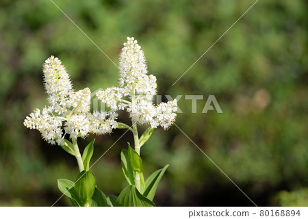 開花白花藜蘆的高山植物 開花白花藜蘆的高山植物 80168894