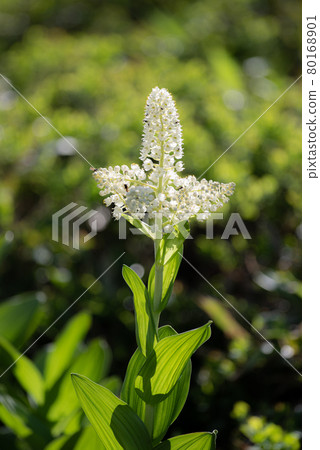 Alpine plant that blooms white flowers Veratrum stamineum 80168901