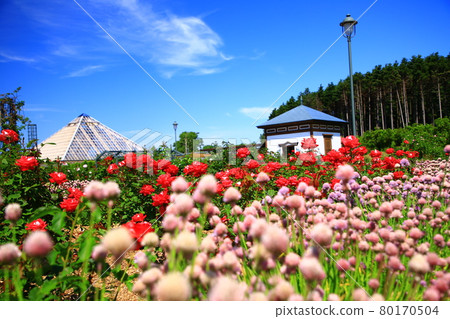 Rose garden scent 80170504