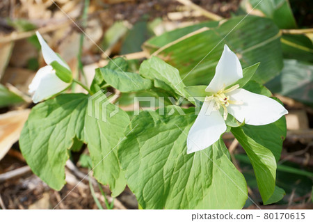 Trillium camschatus blooming in the thickets of Hokkaido in spring 80170615