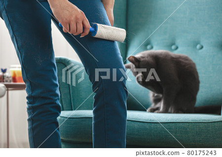 Woman cleaning clothes with sticky roller from cats hair.Cleanin Woman cleaning clothes with sticky roller from cats hair.Cleanin 80175243