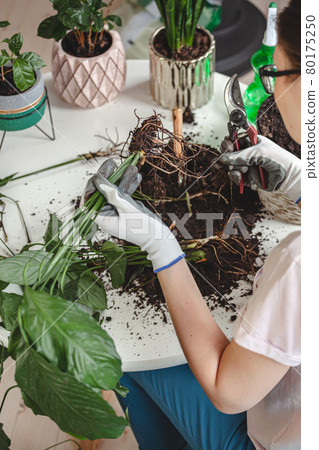 Plant transplant, woman care houseplant and transplanting plant Plant transplant, woman care houseplant and transplanting plant 80175250