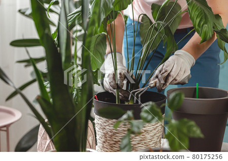 Plant transplant, woman care houseplant and transplanting plant 80175256