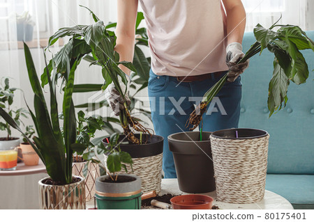 Plant transplant, woman care houseplant and transplanting plant Plant transplant, woman care houseplant and transplanting plant 80175401