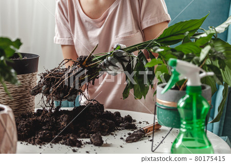 Plant transplant, woman care houseplant and transplanting plant Plant transplant, woman care houseplant and transplanting plant 80175415