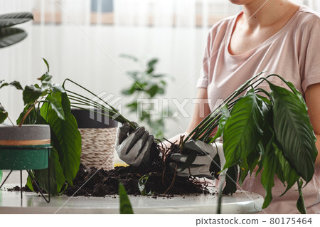 Plant transplant, woman care houseplant and transplanting plant Plant transplant, woman care houseplant and transplanting plant 80175464