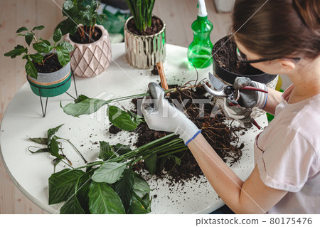 Plant transplant, woman care houseplant and transplanting plant Plant transplant, woman care houseplant and transplanting plant 80175476