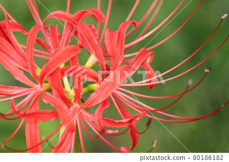 群集孤挺花 群集孤挺花 80186182