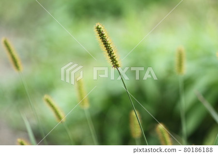 狗尾草荔 80186188