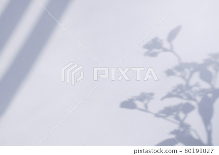 Plant silhouette reflected on wall 80191027