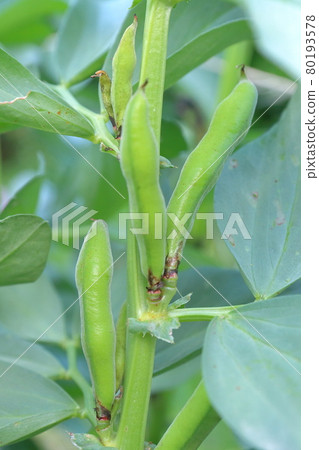 蠶豆向上生長 80193578