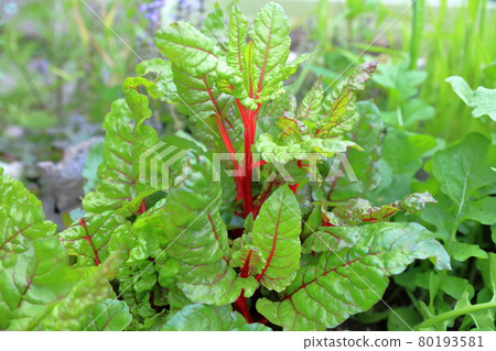 五顏六色的蔬菜(瑞士甜菜) 五顏六色的蔬菜(瑞士甜菜) 80193581