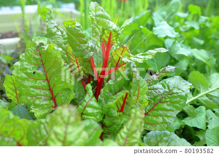 五顏六色的蔬菜(瑞士甜菜) 五顏六色的蔬菜(瑞士甜菜) 80193582