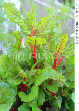 五顏六色的蔬菜(瑞士甜菜) 五顏六色的蔬菜(瑞士甜菜) 80193583