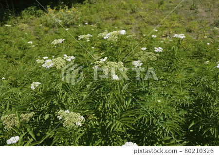 European dwarf elder European dwarf elder 80210326